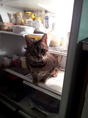 Tigger in the fridge
