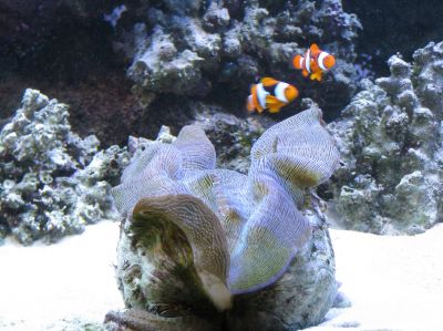 Pair of Percula Clownfish hosting a Derasa clam
