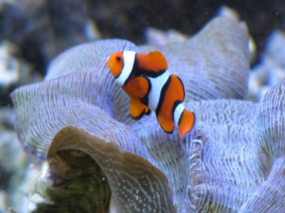 Percula Clownfish hosting a Derasa Clam
