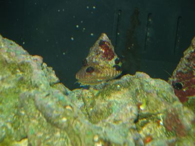 Astrea snail
