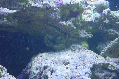 Giant Emerald Crab eating an astrea snail
