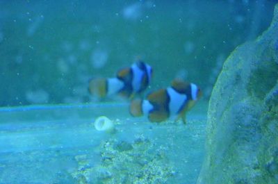 True Percula clownfish
