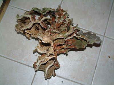 Large Haitian lettuce rock
