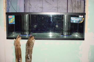 Cats checking out the tank in it's new home
