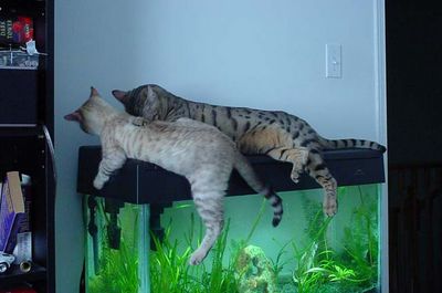 Tigger and Loki on the fish tank
