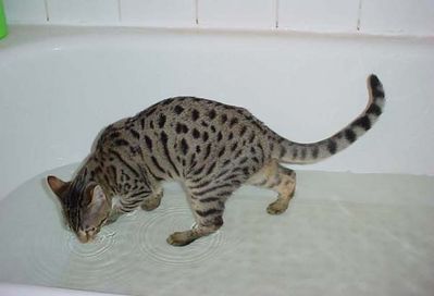 Tigger in the bathtub

