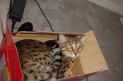 Tigger playing in a box
