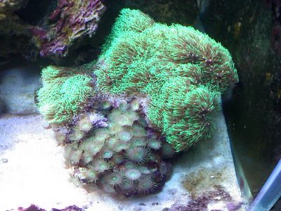 GSP and green polyps
