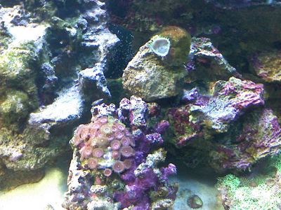Pink and Red Zoanthids
