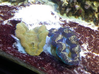 Squamosa and Crocea clams

