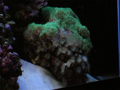 GSP and green polyps
