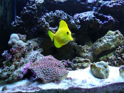 Yellow Tang being a camera hog (as usual)
