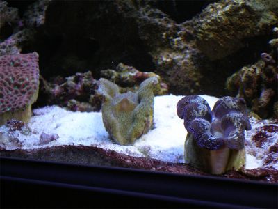 Derasa and Crocea clams under halides
